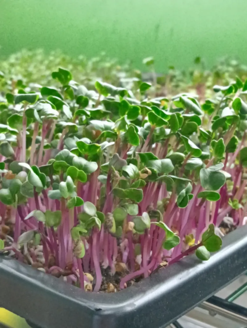 Radish Microgreens