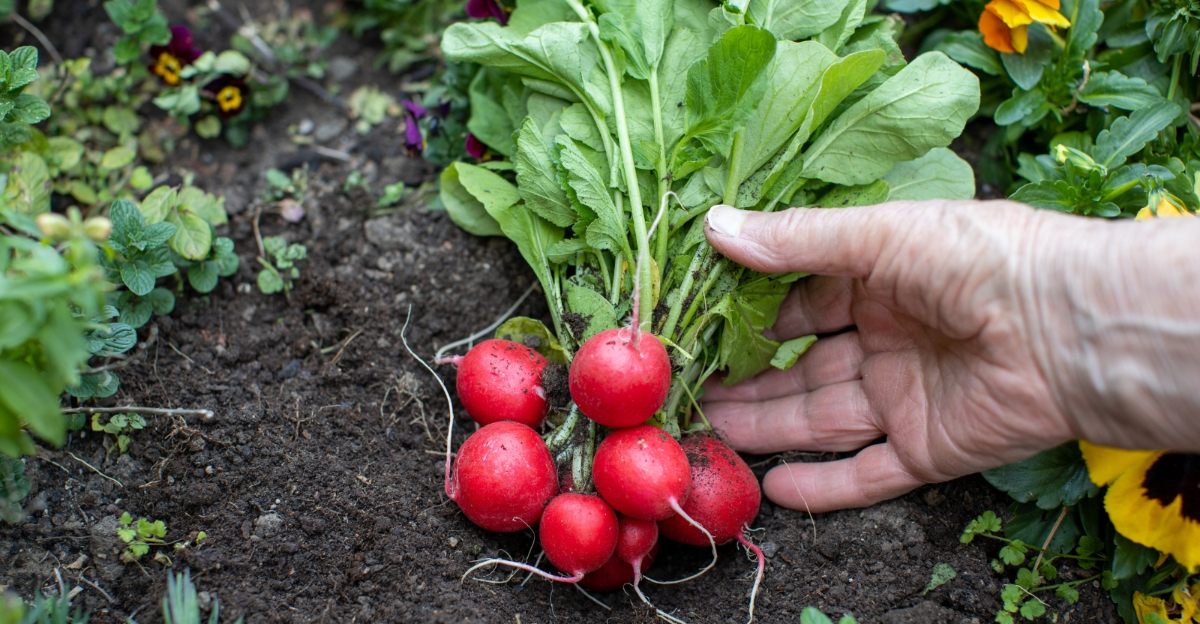 vegetable (featured image)