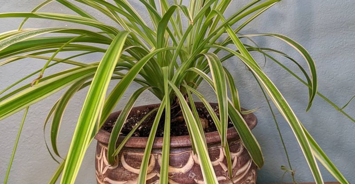 spider plant