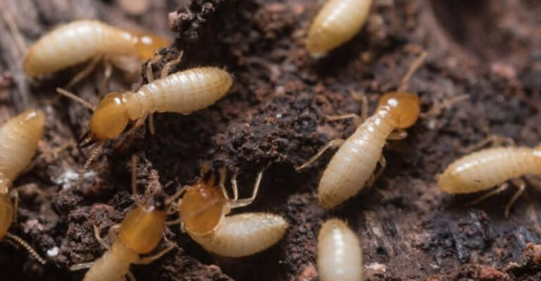 Southern Chinch Bugs