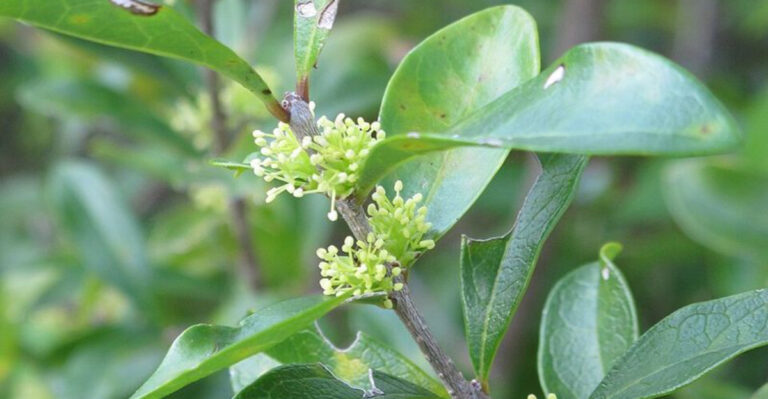 Florida Privet (Forestiera segregata)