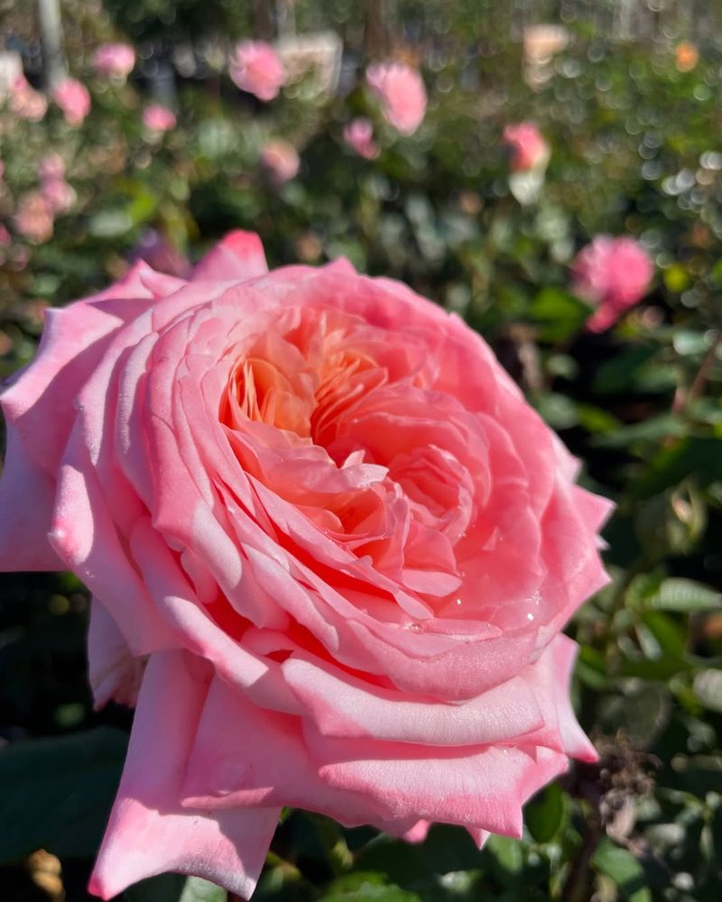Hybrid Tea Roses