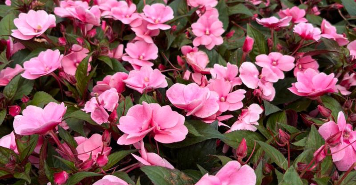 pink impatiens