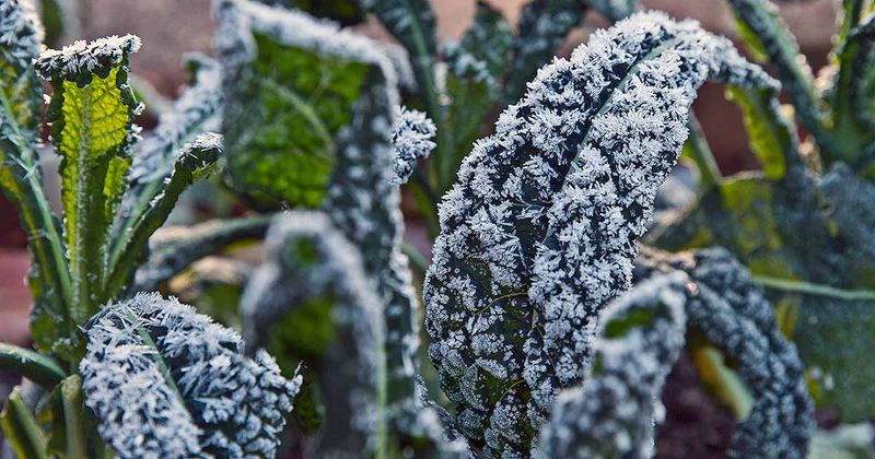 Kale Thrives When Cold Snaps Hit