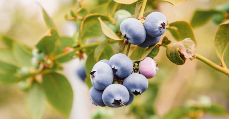 Blueberry Bush