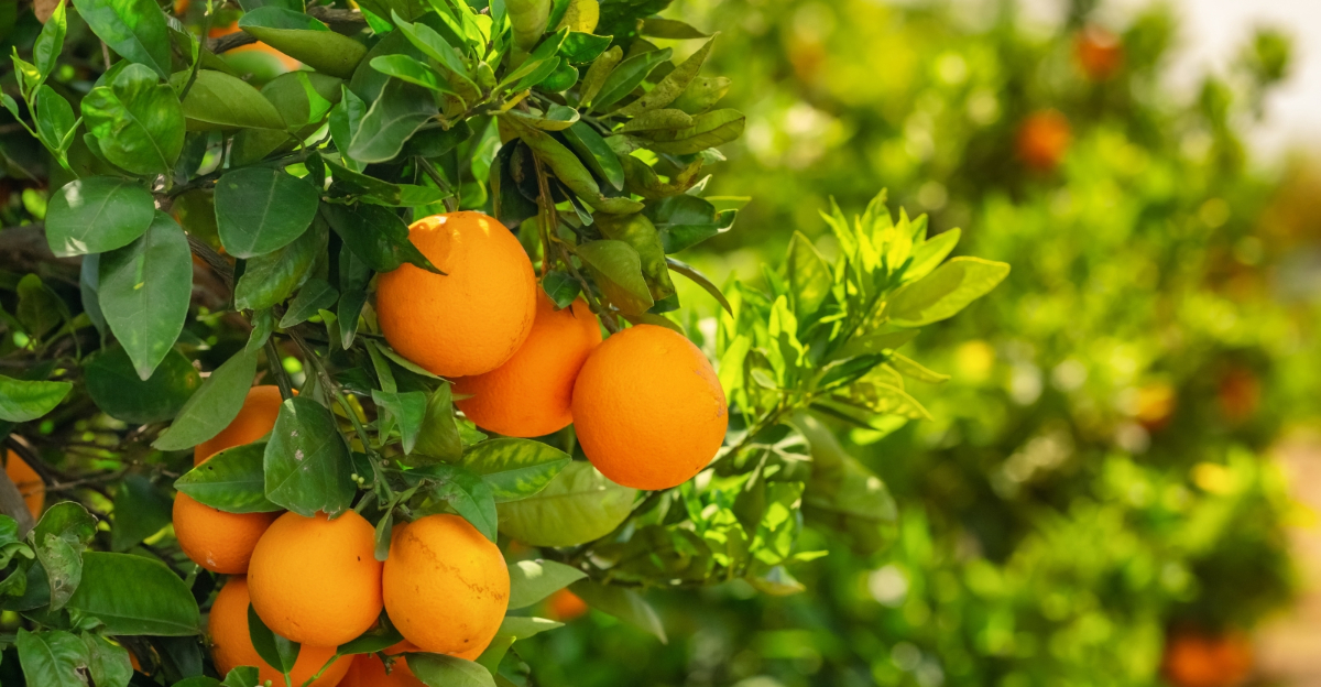 orange tree (featured image)