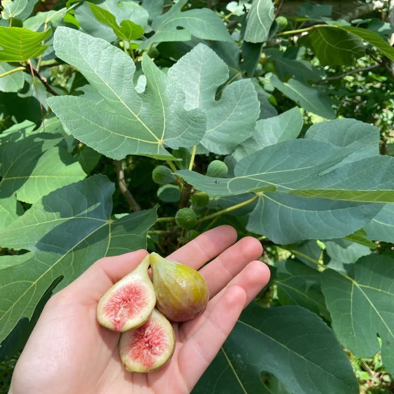 Fig
