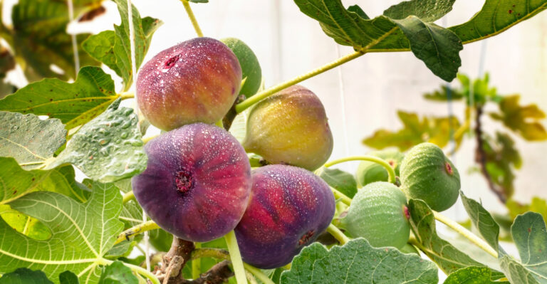 fig tree (featured image)