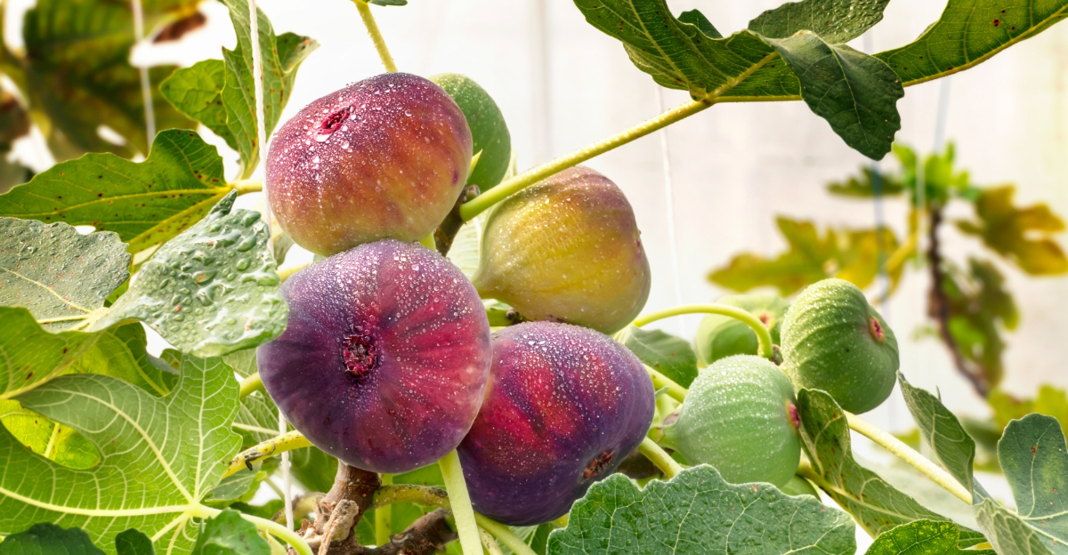 fig tree (featured image)