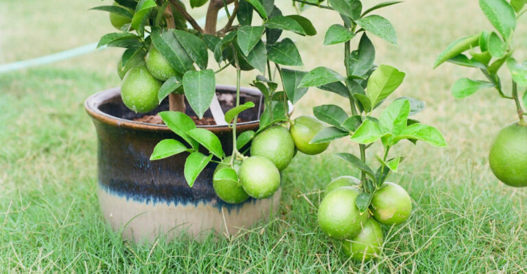 fruit tree (featured image)