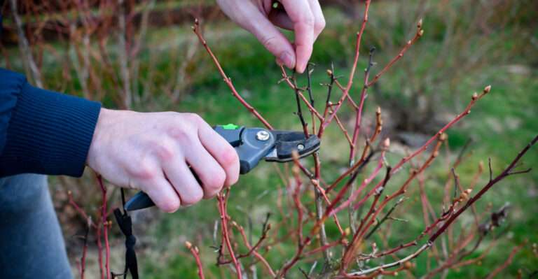 pruning plants (featured image)