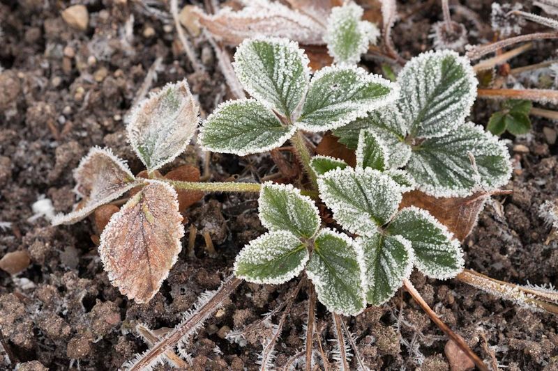 Frost Heave Pushing Plants Out Of The Soil