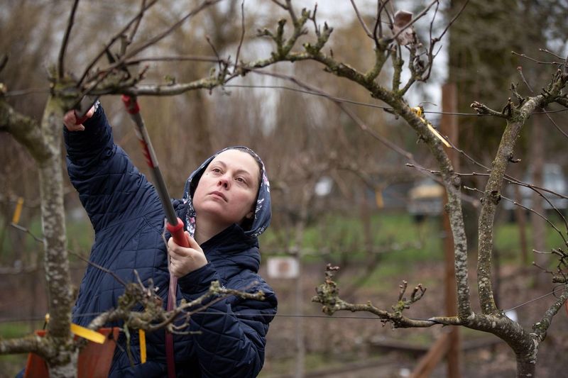 Prune Your Fruit Trees