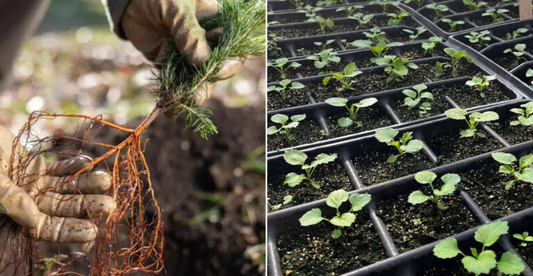 10 Garden Tasks Oregon Homeowners Should Finish Before March