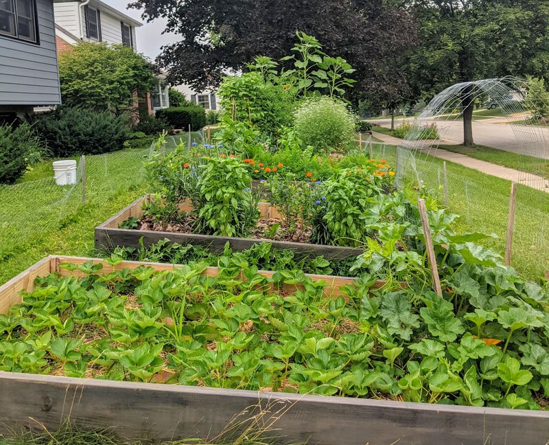 Front Yard Vegetable Gardens