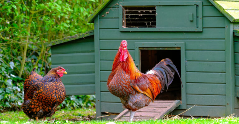 chicken coops (featured image)