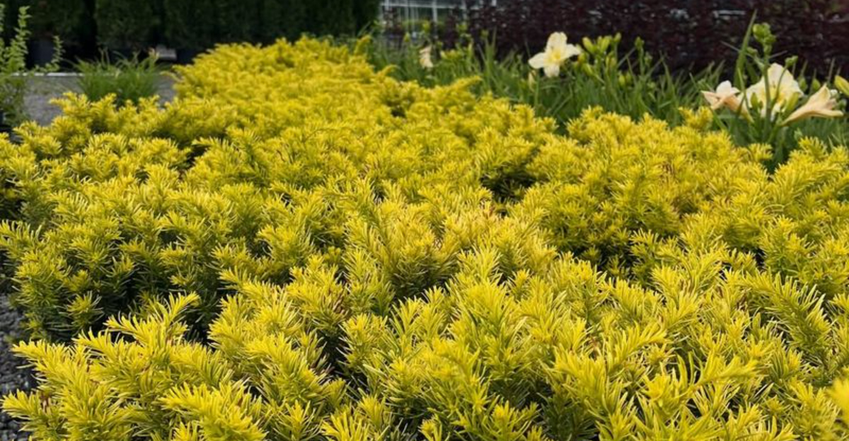 10 Golden Foliage Shrubs That Illuminate Oregon Gardens