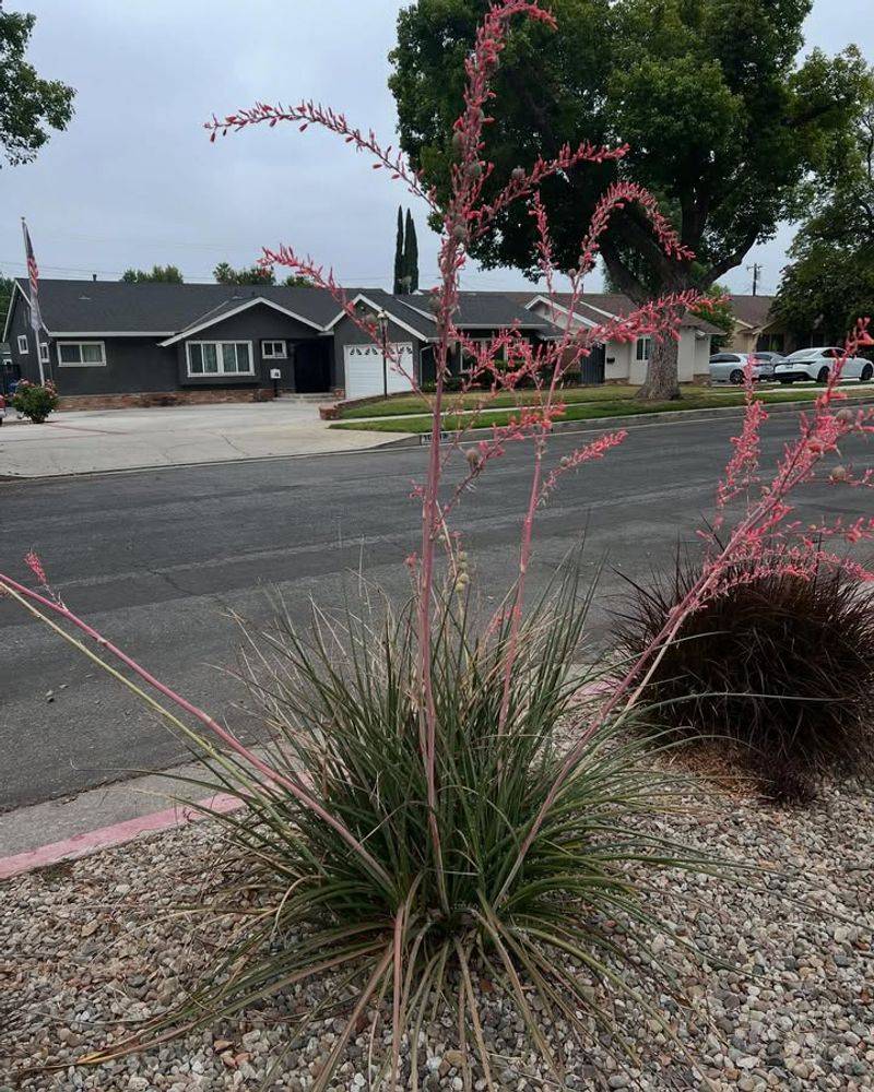 Red Yucca (Hesperaloe Parviflora)