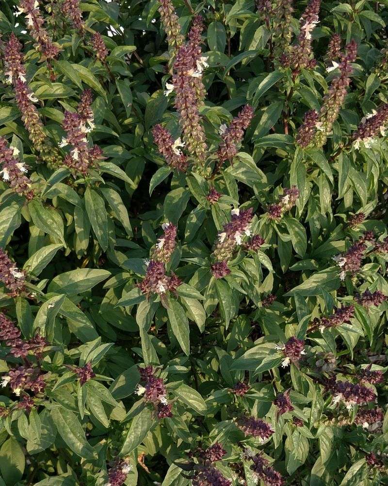 Basil (Ocimum Basilicum)