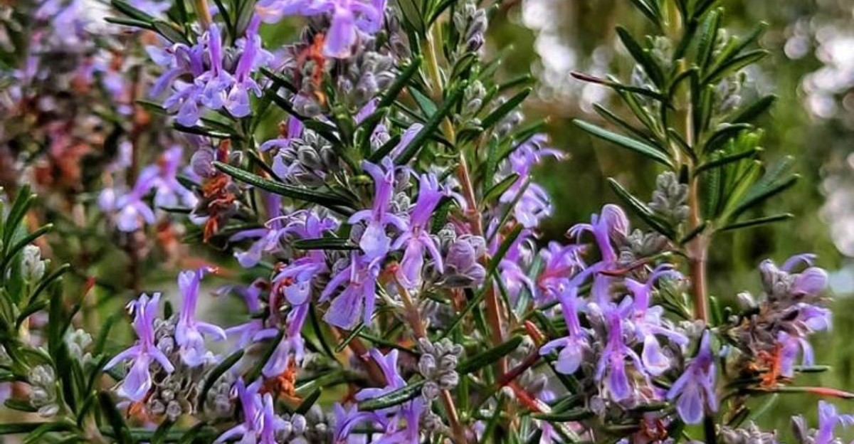 rosemary in bloom