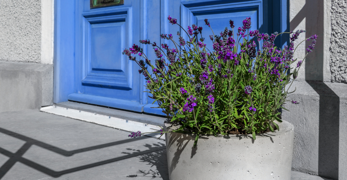 lavender (featured image)