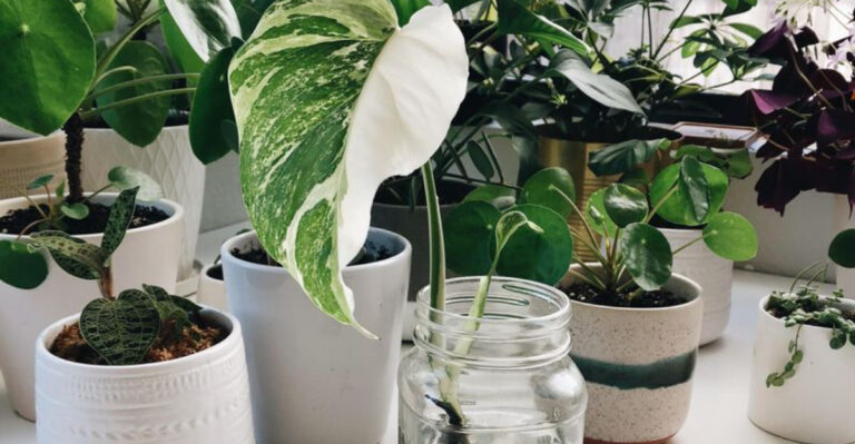 variegated monstera cutting in water