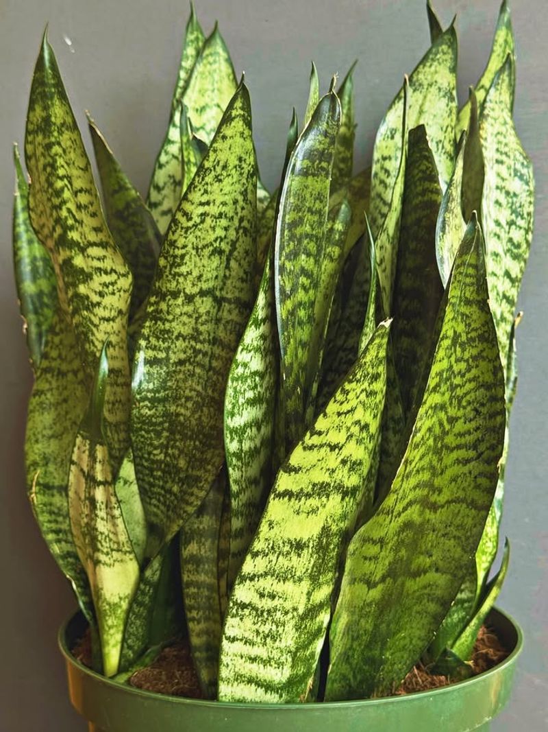 Snake Plant