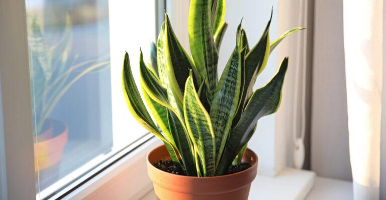 snake plant (featured image)