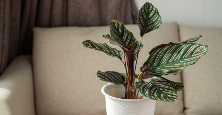 houseplant (featured image)