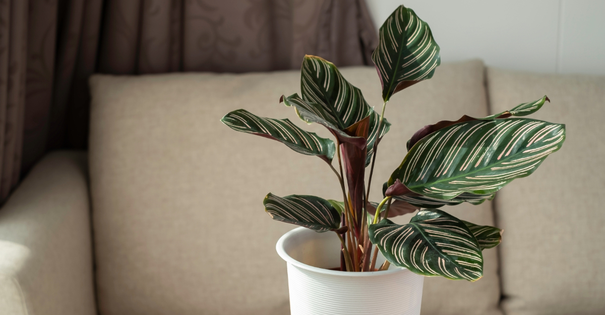 houseplant (featured image)