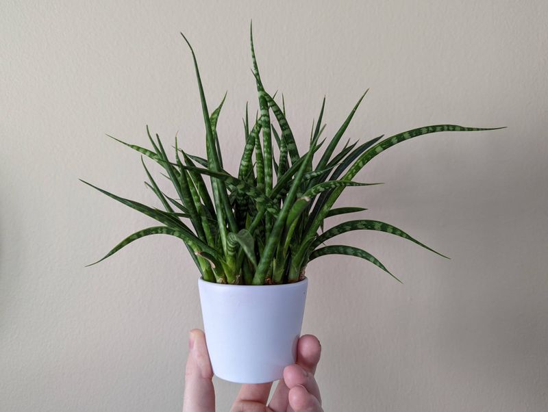 Snake Plant