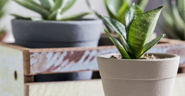 snake plant (featured image)
