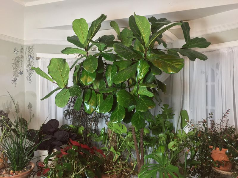 Fiddle Leaf Fig