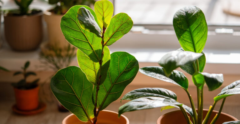 houseplant (featured image)