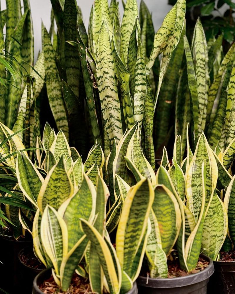 Snake Plant