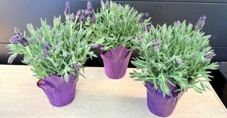 houseplants (featured image)