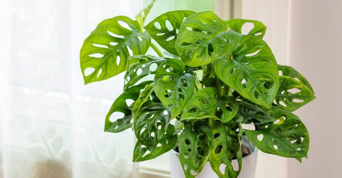 10 Indoor Vining Plants For A Tropical Feel In Washington Homes