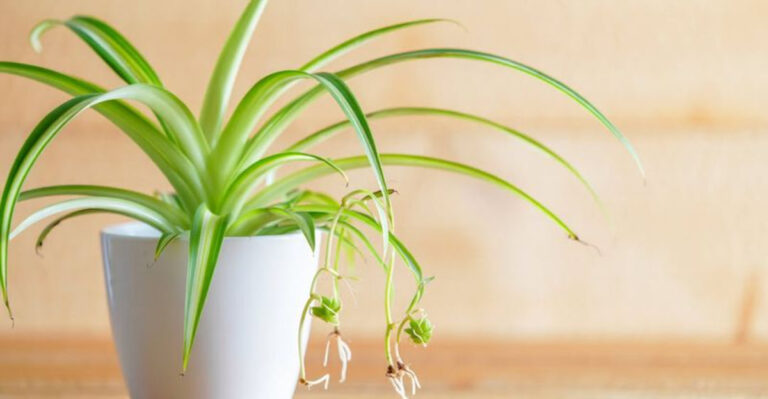 spider plant