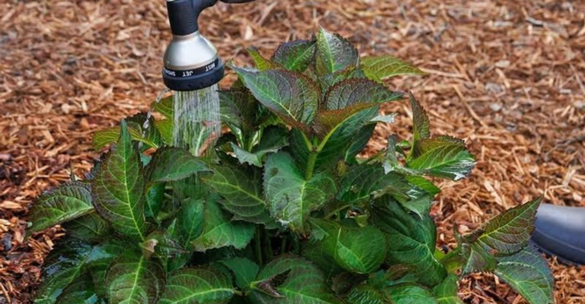 10 Lazy Gardening Hacks For Busy Arizona Gardeners