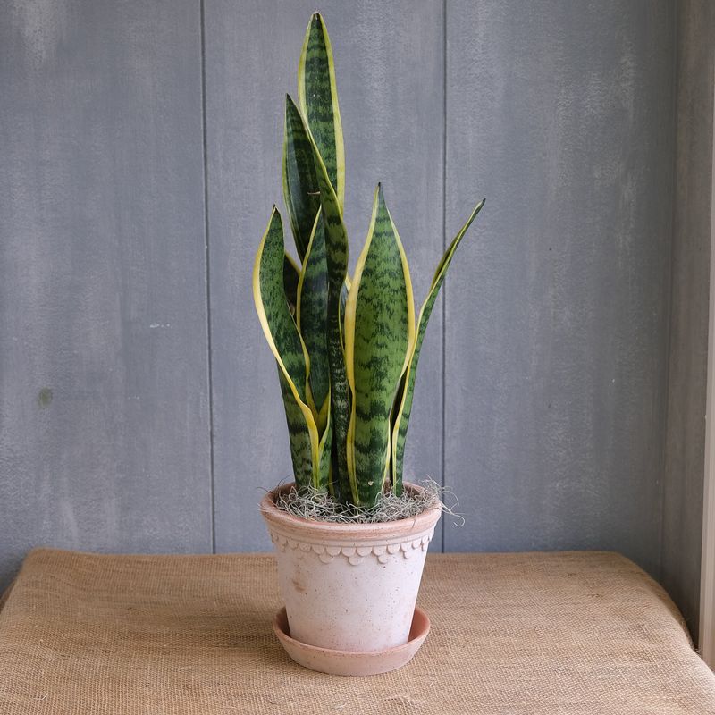 Snake Plant