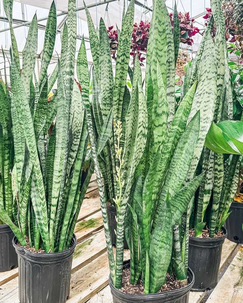 Snake Plant (Sansevieria)