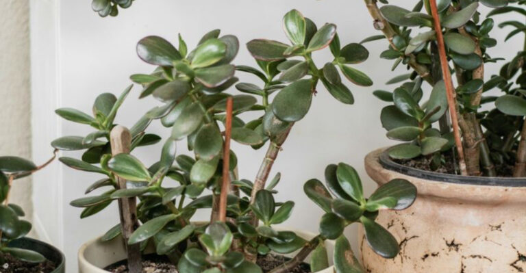 jade plant