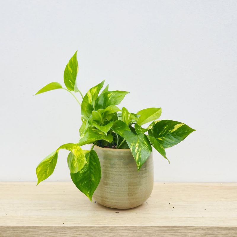 Pothos (Epipremnum Aureum)