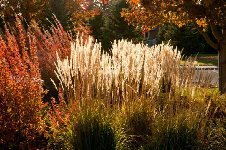 ornamental grass