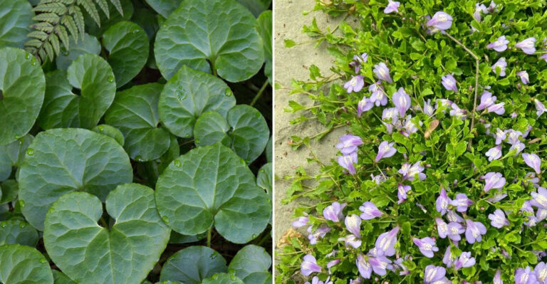 ground cover plants
