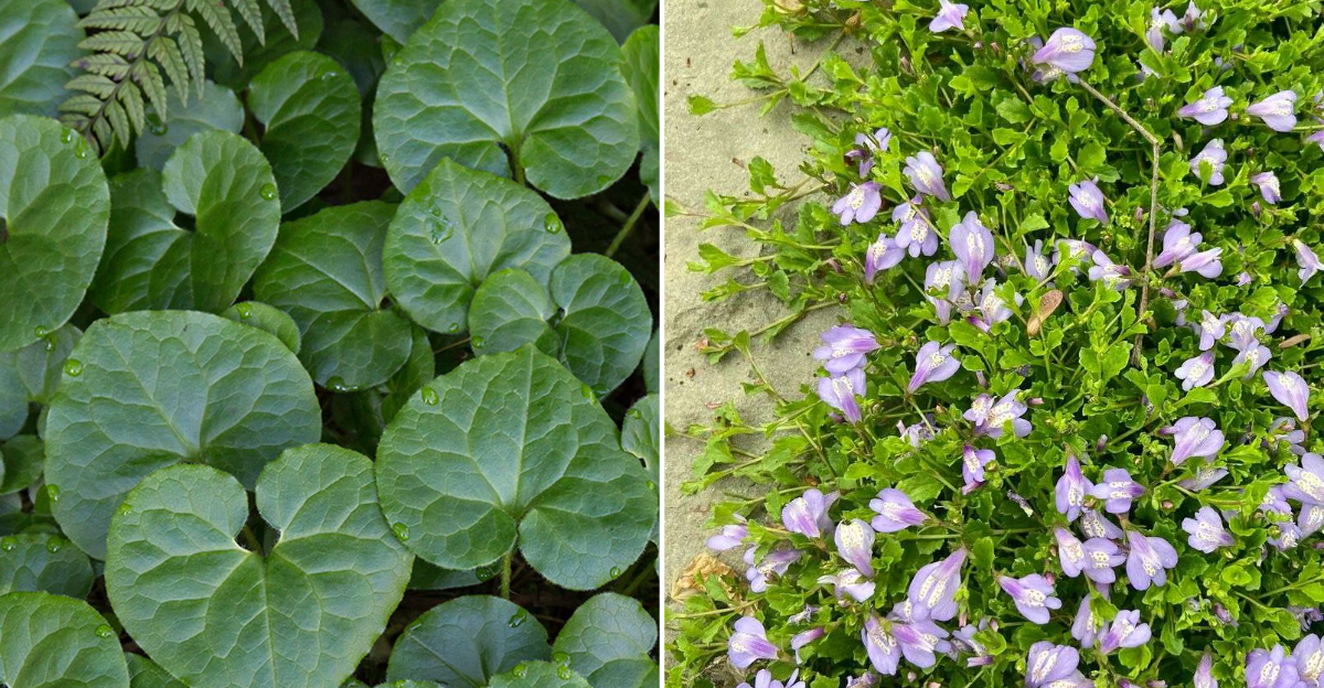 10 Low-Maintenance Ground Covers That Thrive In Oregon&rsquo;s Climate