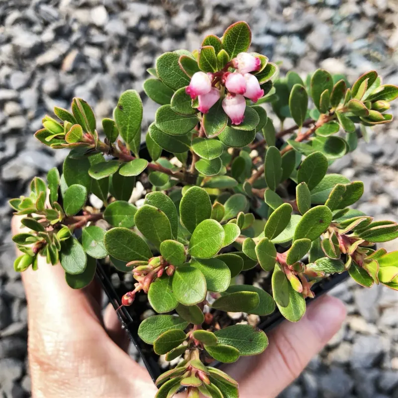 Kinnikinnick (Arctostaphylos uva-ursi)