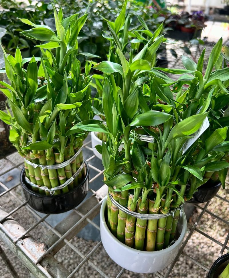 Lucky Bamboo