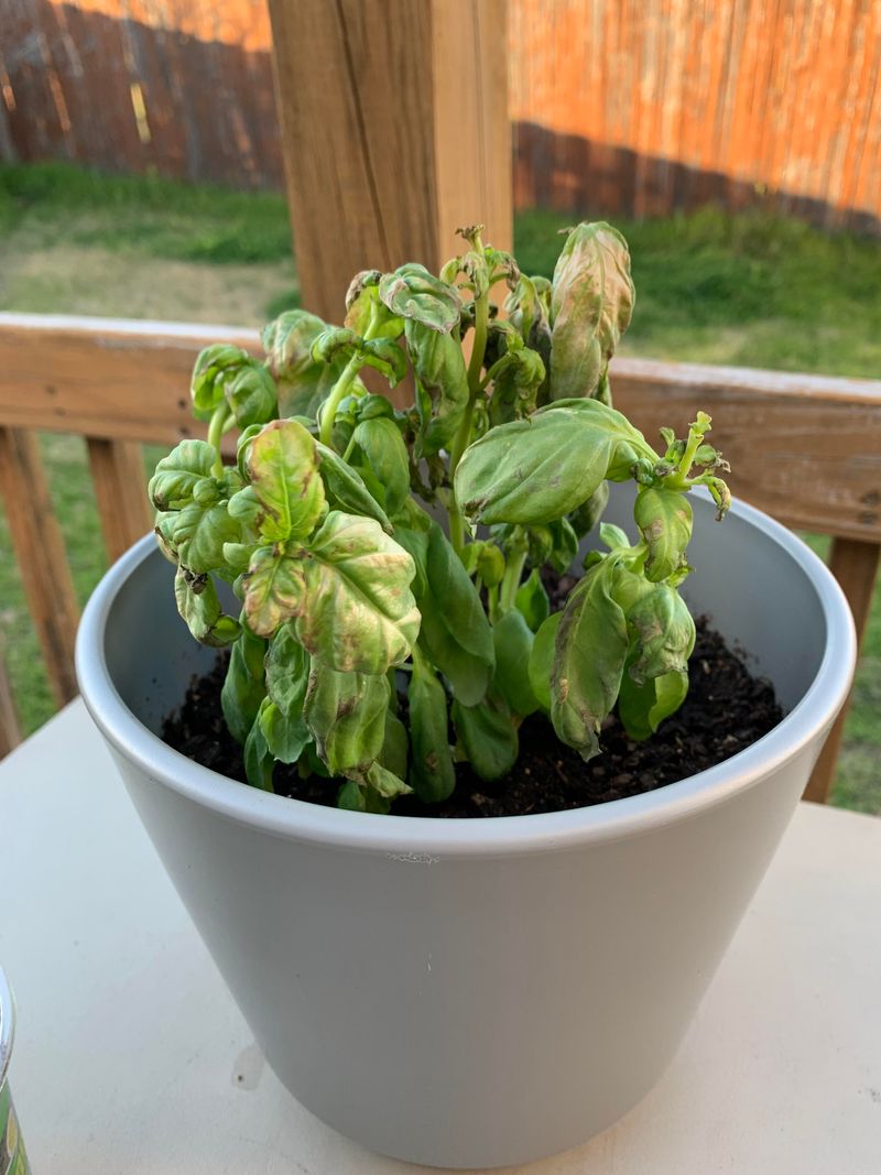Planting Basil Outdoors Too Early In Spring