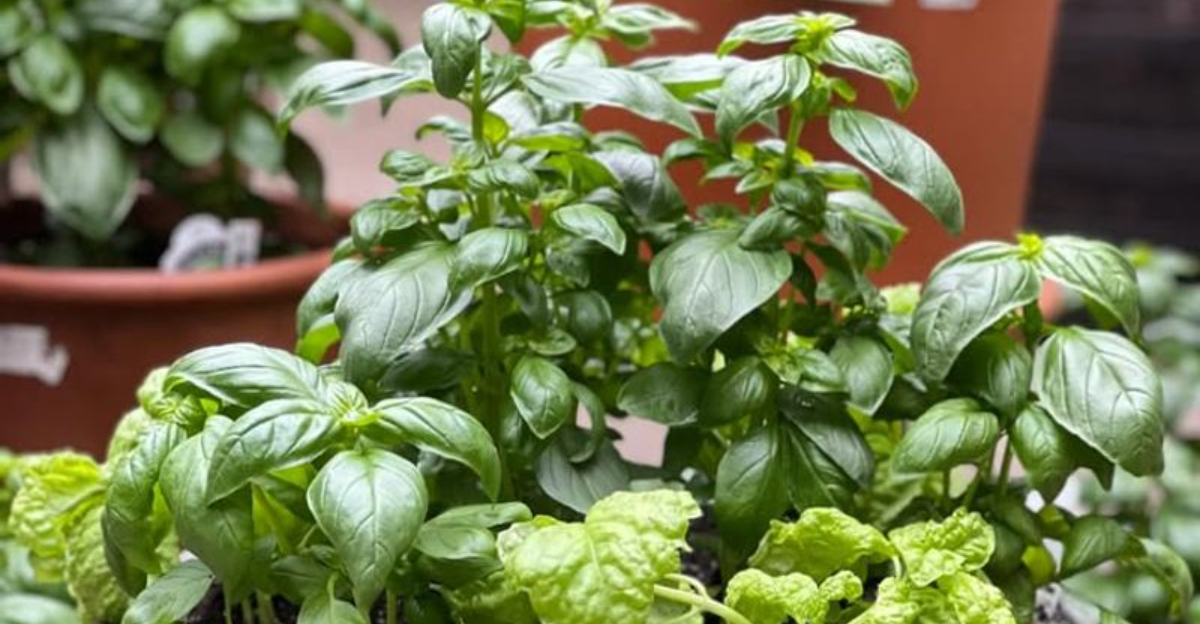 basil plant